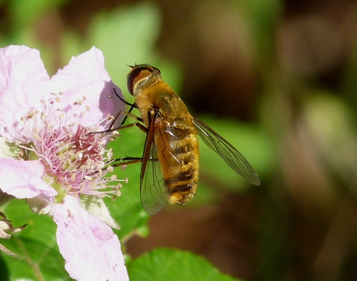 Grosso Bombilidae: Villa sp. (Bombyliidae)
